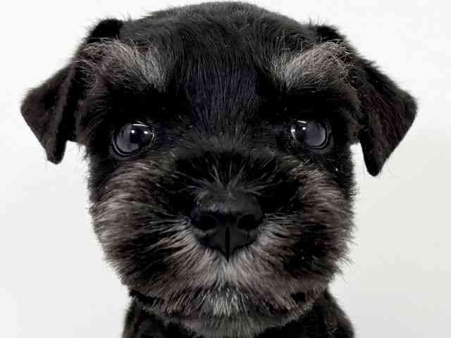 京都府のミニチュアシュナウザー (ひごペットフレンドリーイズミヤショッピングセンター八幡店/2025年12月13日生まれ/女の子/ブラックシルバー)の子犬の1枚目の画像