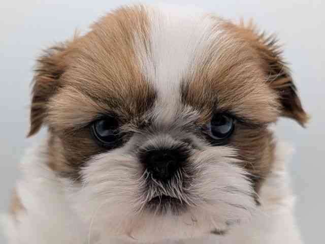 香川県のシーズー (ひごペットフレンドリーゆめタウン高松店/2025年12月10日生まれ/男の子/ホワイトゴールド)の子犬の1枚目の画像