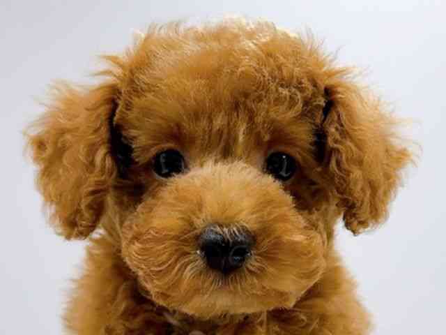 広島県のトイプードル(トイ) (ひごペットフレンドリーフジグラン神辺店/2025年12月13日生まれ/男の子/レッド)の子犬の1枚目の画像