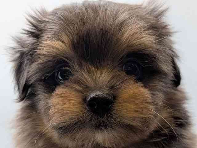 香川県のポメマル/マルポメ(ポメラニアン×マルチーズ) (ひごペットフレンドリーゆめタウン高松店/2025年12月12日生まれ/男の子/ブルーマールタン)の子犬の1枚目の画像