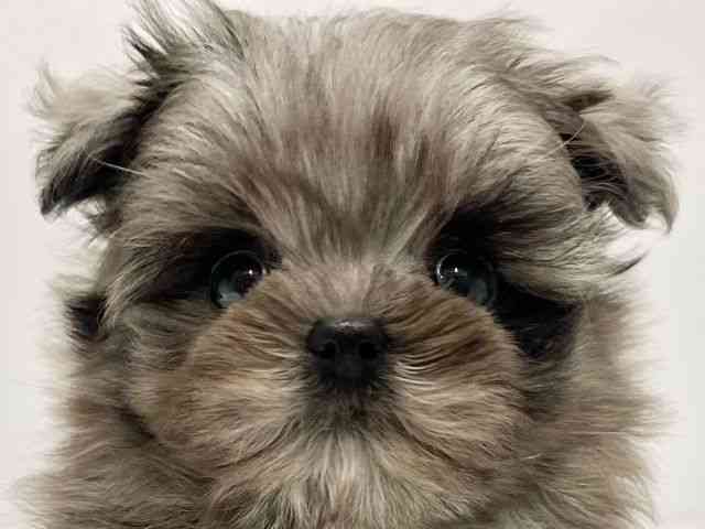 高知県のポメマル/マルポメ(ポメラニアン×マルチーズ) (ひごペットフレンドリーイオンモール高知店/2025年12月12日生まれ/男の子/ブルーマール)の子犬の1枚目の画像