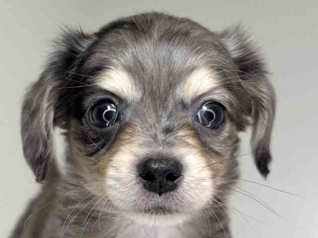 兵庫県のチワックス(チワワ×ダックス) (ひごペットフレンドリーイトーヨーカドー明石店/2025年12月13日生まれ/男の子/シルバーダップル)の子犬の1枚目の画像