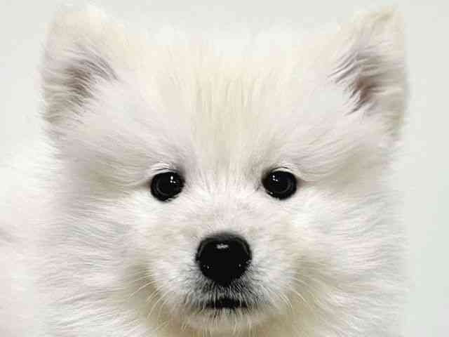 大阪府のサモエド (ひごペットフレンドリーイトーヨーカドー津久野店/2025年12月12日生まれ/女の子/ホワイト)の子犬の1枚目の画像