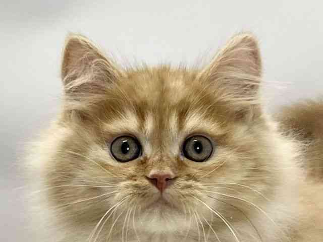 愛媛県のサイベリアン (ひごペットフレンドリーイオンモール今治新都市店/2025年12月14日生まれ/女の子/レッドタビー)の子猫の1枚目の画像