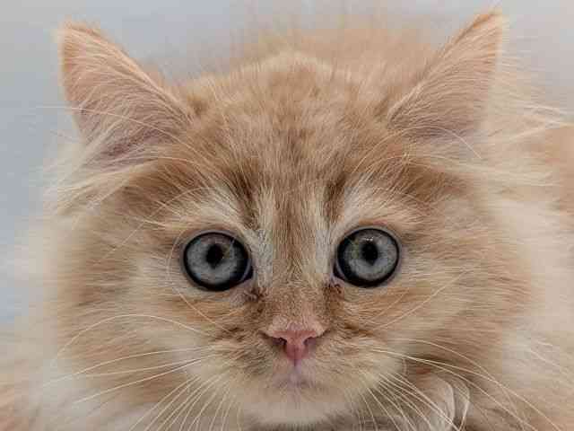 香川県のサイベリアン (ひごペットフレンドリーゆめタウン高松店/2025年12月14日生まれ/女の子/レッドタビー)の子猫