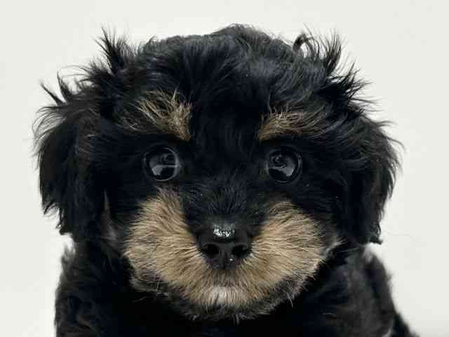 愛知県のチワプー/プーチー(チワワ×プードル) (ひごペットフレンドリーららぽーと名古屋みなとアクルス店/2025年12月11日生まれ/女の子/ブラックタン)の子犬の1枚目の画像