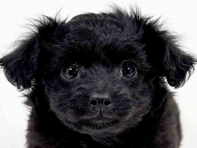 京都府のチワプー/プーチー(チワワ×プードル) (ひごペットフレンドリーイズミヤショッピングセンター八幡店/2025年12月11日生まれ/男の子/ブラック)の子犬の1枚目の画像