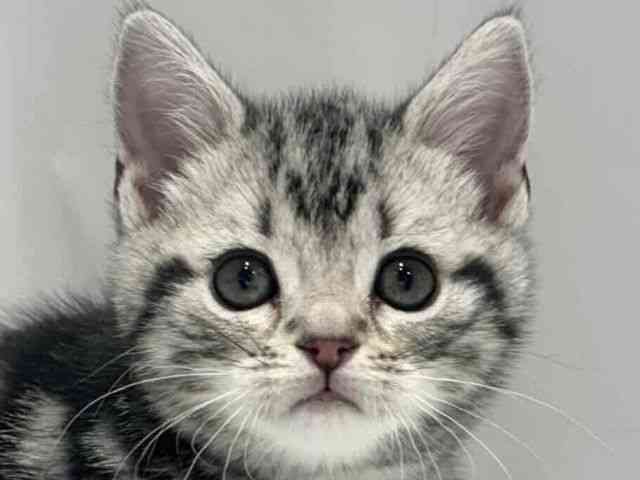 大阪府のアメリカンショートヘアー (ひごペットフレンドリーセブンパーク天美店/2025年12月13日生まれ/女の子/シルバータビー)の子猫の1枚目の画像