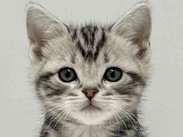 大阪府のアメリカンショートヘアー (ひごペットフレンドリーアクロスプラザ住之江店/2025年12月13日生まれ/男の子/シルバータビー)の子猫