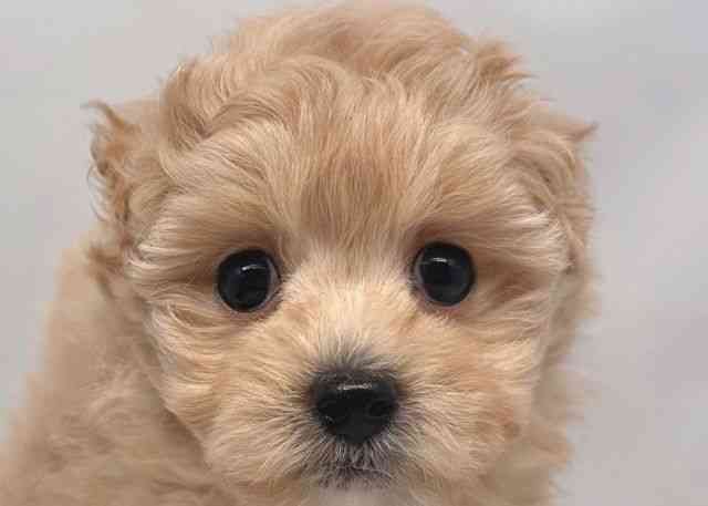 鳥取県のマルプー(マルチーズ×プードル) (ひごペットフレンドリーイオンモール鳥取北店/2025年12月13日生まれ/女の子/クリームホワイト)の子犬