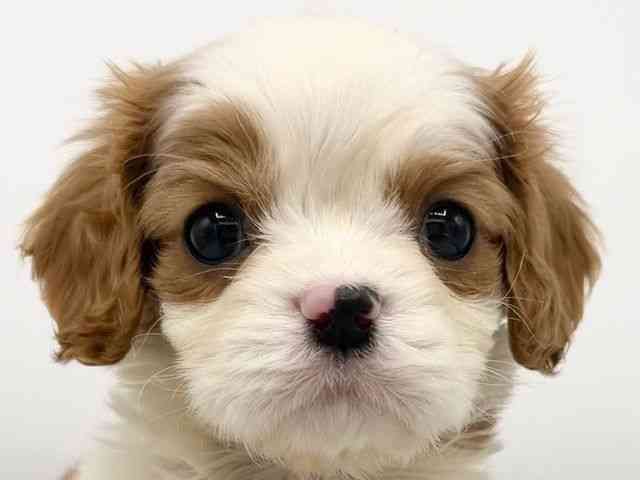 大阪府のキャバリアキングチャールズスパニエル (ひごペットフレンドリーららぽーとEXPOCITY店/2025年12月13日生まれ/男の子/ブレンハイム)の子犬