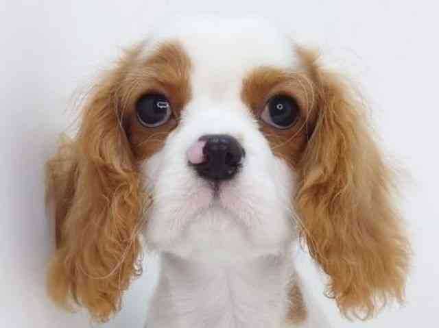 大阪府のキャバリアキングチャールズスパニエル (ひごペットフレンドリーいこらもーる泉佐野店/2025年12月13日生まれ/男の子/ブレンハイム)の子犬の1枚目の画像