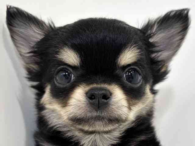 兵庫県のチワワ(ロング) (ひごペットフレンドリーイトーヨーカドー明石店/2025年12月13日生まれ/女の子/ブラックタンホワイト)の子犬の1枚目の画像