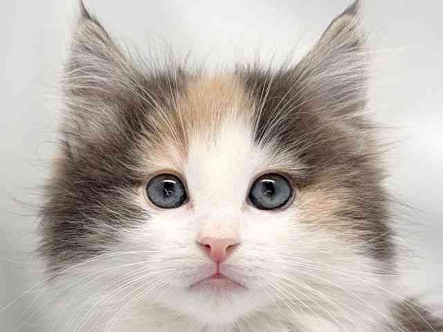 京都府のノルウェージャンフォレストキャット (ひごペットフレンドリー洛北阪急スクエア店/2025年12月7日生まれ/女の子/ダイリュートキャリコ)の子猫の1枚目の画像