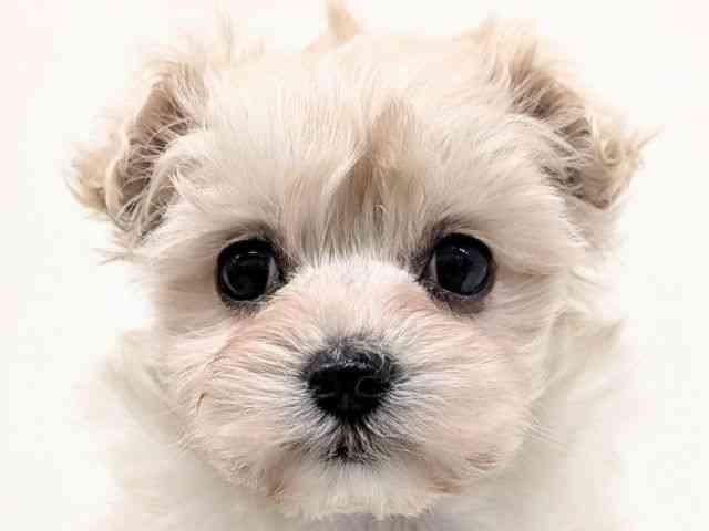 福岡県のマルプー(マルチーズ×プードル) (ひごペットフレンドリーリバーウォーク北九州店/2025年12月12日生まれ/女の子/クリーム)の子犬