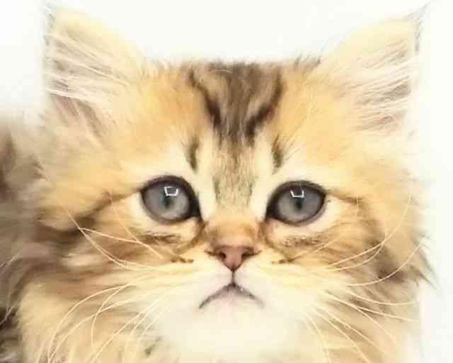 兵庫県のペルシャ (ひごペットフレンドリークラウンパーク伊丹店/2025年11月25日生まれ/男の子/チンチラゴールデン)の子猫