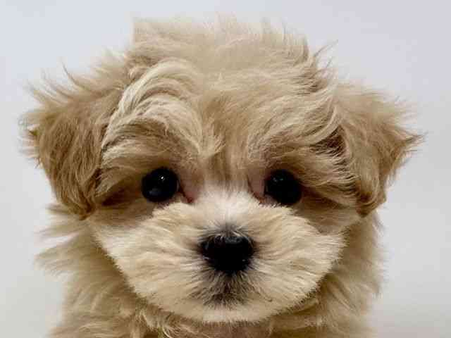 広島県のマルプー(マルチーズ×プードル) (ひごペットフレンドリーゆめタウン廿日市店/2025年12月12日生まれ/男の子/アプリコット)の子犬の1枚目の画像