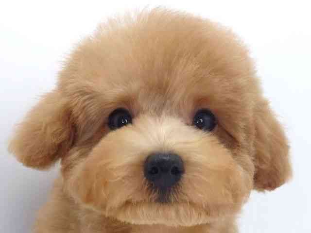 大阪府のトイプードル(トイ) (ひごペットフレンドリーいこらもーる泉佐野店/2025年12月15日生まれ/男の子/レッド)の子犬の1枚目の画像