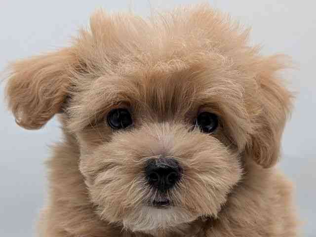 香川県のマルプー(マルチーズ×プードル) (ひごペットフレンドリーゆめタウン高松店/2025年12月14日生まれ/男の子/クリーム)の子犬の1枚目の画像