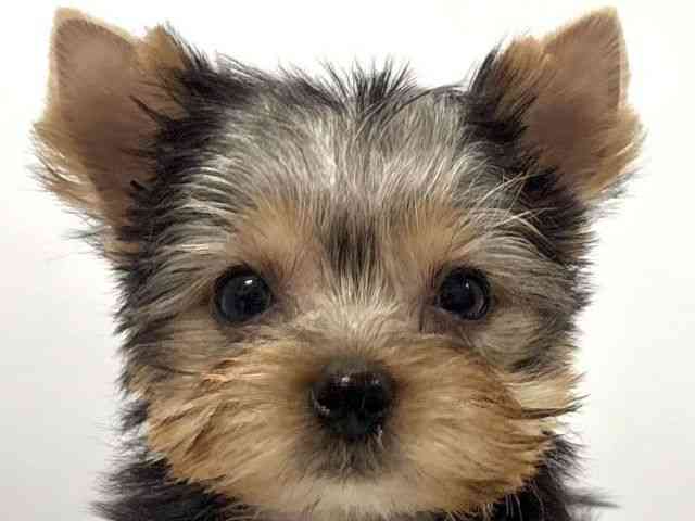 京都府のヨークシャーテリア (ひごペットフレンドリー京都店/2025年12月15日生まれ/男の子/スチールブルータン)の子犬の1枚目の画像