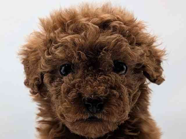 香川県のトイプードル(トイ) (ひごペットフレンドリーゆめタウン高松店/2025年12月13日生まれ/女の子/レッド)の子犬の1枚目の画像