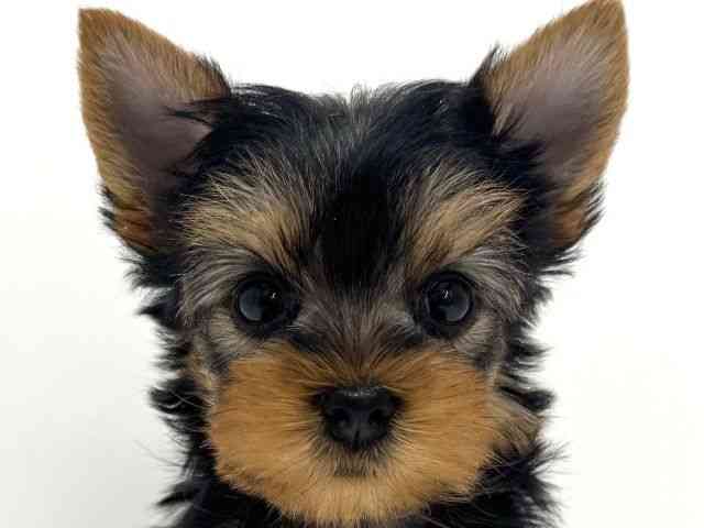 大阪府のヨークシャーテリア (ひごペットフレンドリーくずはモール店/2025年12月14日生まれ/女の子/スチールブルータン)の子犬