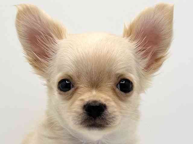 大阪府のチワワ(ロング) (ひごペットフレンドリーみのおキューズモール店/2025年12月11日生まれ/男の子/クリーム)の子犬の1枚目の画像