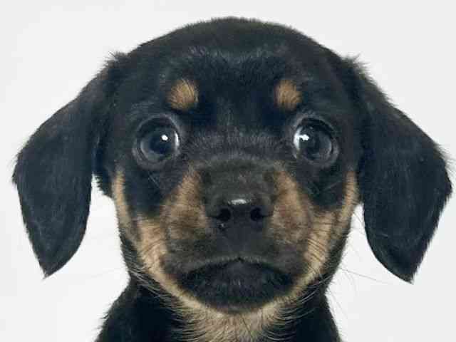 大阪府のチワックス(チワワ×ダックス) (ひごペットフレンドリーアクロスプラザ住之江店/2025年12月14日生まれ/女の子/ブラックタン)の子犬の1枚目の画像