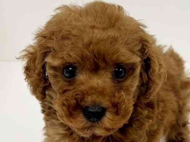 愛知県のトイプードル(トイ) (ひごペットフレンドリーイトーヨーカドー知多店/2025年12月10日生まれ/男の子/レッド)の子犬の1枚目の画像