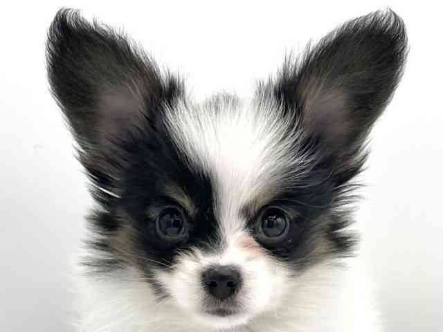 大阪府のパピヨン (ひごペットフレンドリーららぽーとEXPOCITY店/2025年12月15日生まれ/女の子/トライカラー)の子犬