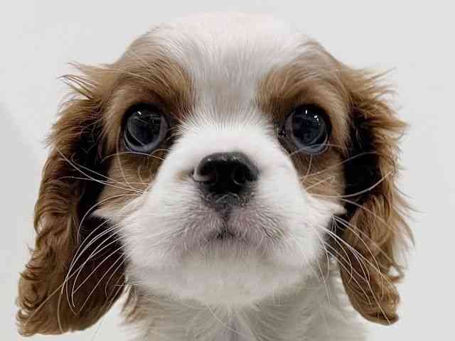 奈良県のキャバリアキングチャールズスパニエル (ひごペットフレンドリーイオンモール橿原ウエスト・ビレッジ店/2025年12月13日生まれ/女の子/ブレンハイム)の子犬の1枚目の画像