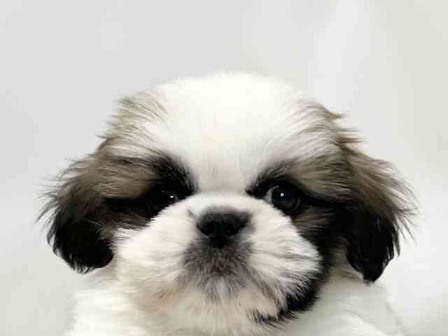 愛媛県のペキシーズー/ペキズー(ペキニーズ×シーズー) (ひごペットフレンドリーイオンモール今治新都市店/2025年12月14日生まれ/男の子/ホワイトゴールド)の子犬