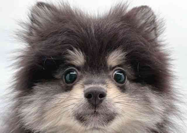 島根県のポメラニアン (ひごペットフレンドリーイオン松江ショッピングセンター店/2025年12月15日生まれ/男の子/ブラックタン)の子犬の1枚目の画像