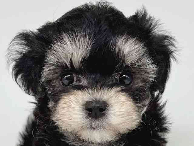 大阪府のチワプー/プーチー(チワワ×プードル) (ひごペットフレンドリー瓜破店/2025年12月15日生まれ/女の子/ブラッククリーム)の子犬の1枚目の画像