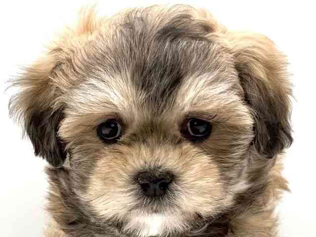 愛知県のチワプー/プーチー(チワワ×プードル) (ひごペットフレンドリープライムツリー赤池店/2025年12月15日生まれ/女の子/レッド)の子犬