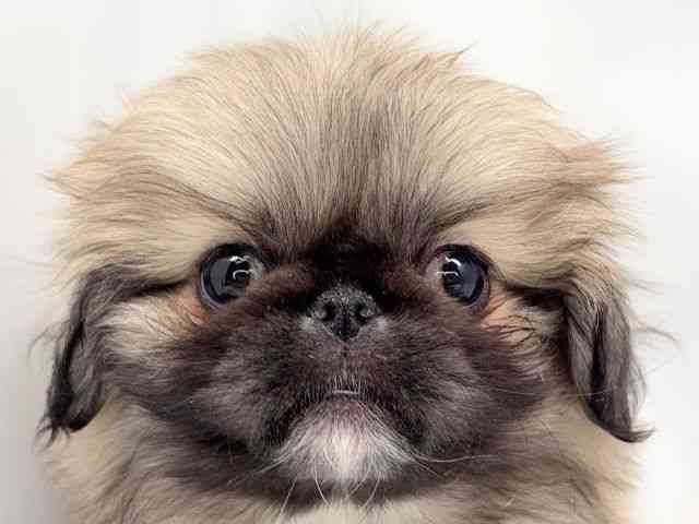 京都府のペキニーズ (ひごペットフレンドリー洛北阪急スクエア店/2025年12月12日生まれ/男の子/フォーン)の子犬の1枚目の画像