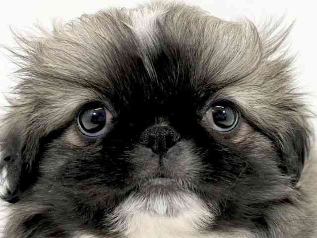 京都府のペキニーズ (ひごペットフレンドリーイズミヤショッピングセンター八幡店/2025年12月12日生まれ/男の子/フォーンホワイト)の子犬