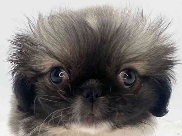 島根県のペキニーズ (ひごペットフレンドリーイオンモール出雲店/2025年12月12日生まれ/男の子/フォーンホワイト)の子犬の1枚目の画像