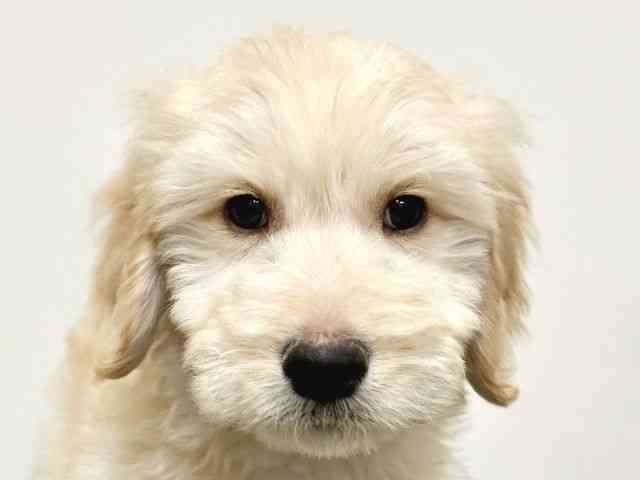 大阪府のゴールデンドゥードゥル(ゴールデン×プードル) (ひごペットフレンドリーイトーヨーカドー津久野店/2025年12月12日生まれ/男の子/クリーム)の子犬