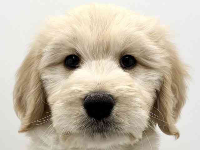 大阪府のゴールデンドゥードゥル(ゴールデン×プードル) (ひごペットフレンドリーみのおキューズモール店/2025年12月12日生まれ/男の子/クリーム)の子犬の1枚目の画像