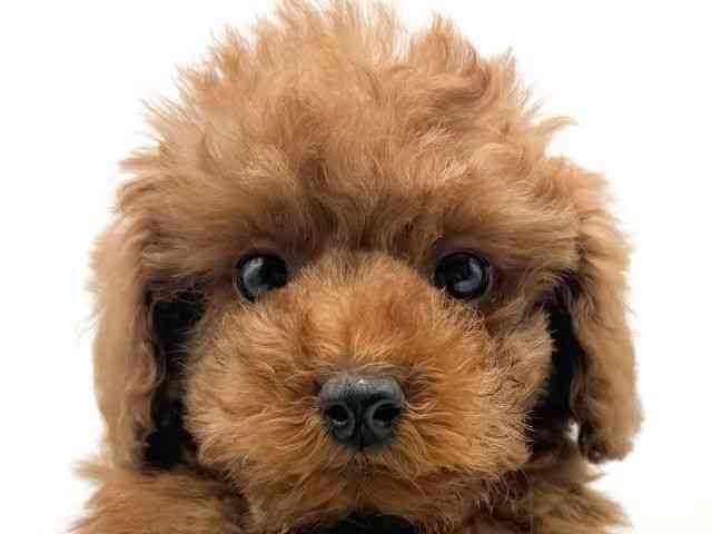 愛知県のトイプードル(トイ) (ひごペットフレンドリープライムツリー赤池店/2025年12月15日生まれ/男の子/レッド)の子犬