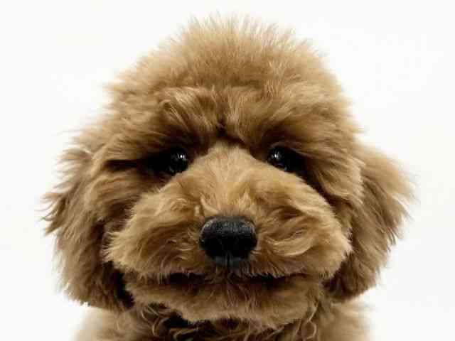 愛知県のトイプードル(トイ) (ひごペットフレンドリープライムツリー赤池店/2025年12月15日生まれ/男の子/レッド)の子犬の1枚目の画像