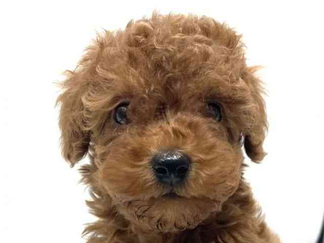 愛知県のトイプードル(トイ) (ひごペットフレンドリーヴィアモール アピタ江南西店/2025年12月15日生まれ/女の子/レッド)の子犬