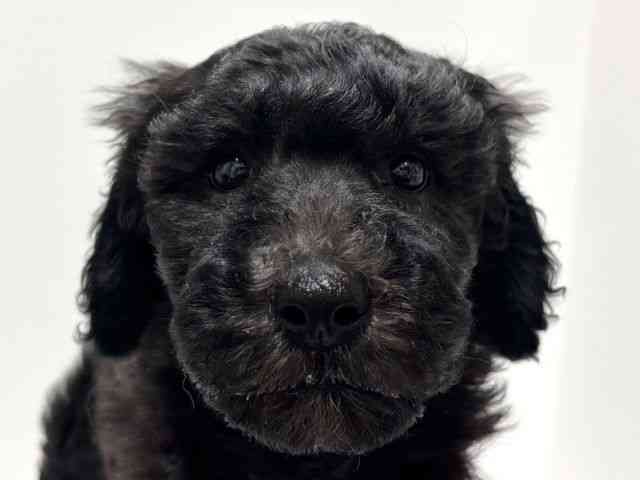 愛知県のスタンダードプードル (ひごペットフレンドリーららぽーと名古屋みなとアクルス店/2025年12月15日生まれ/女の子/グレー)の子犬の1枚目の画像