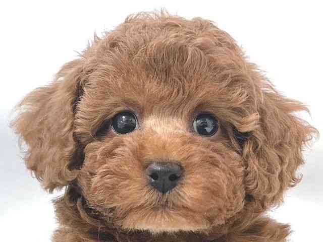 大阪府のトイプードル(トイ) (ひごペットフレンドリー堺プラットプラット店/2025年12月14日生まれ/女の子/レッド)の子犬