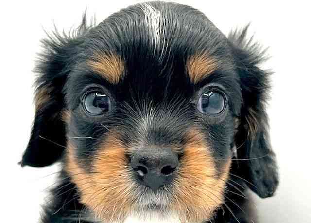 島根県のハーフ犬・ミックス犬 (ひごペットフレンドリーイオン松江ショッピングセンター店/2025年12月14日生まれ/男の子/ブラックタン)の子犬