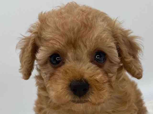 島根県のトイプードル(トイ) (ひごペットフレンドリーイオンモール出雲店/2025年12月13日生まれ/女の子/アプリコット)の子犬の1枚目の画像