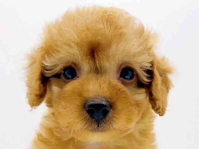 広島県のトイプードル(トイ) (ひごペットフレンドリーフジグラン神辺店/2025年12月13日生まれ/男の子/アプリコット)の子犬の1枚目の画像