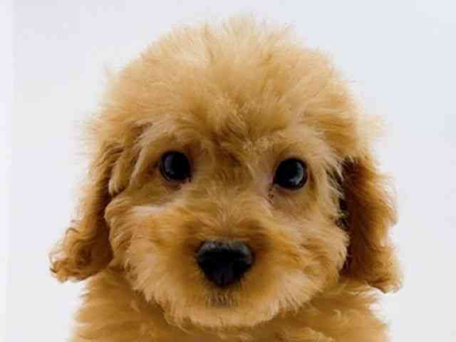 広島県のトイプードル(トイ) (ひごペットフレンドリーフジグラン神辺店/2025年12月13日生まれ/男の子/アプリコット)の子犬の1枚目の画像