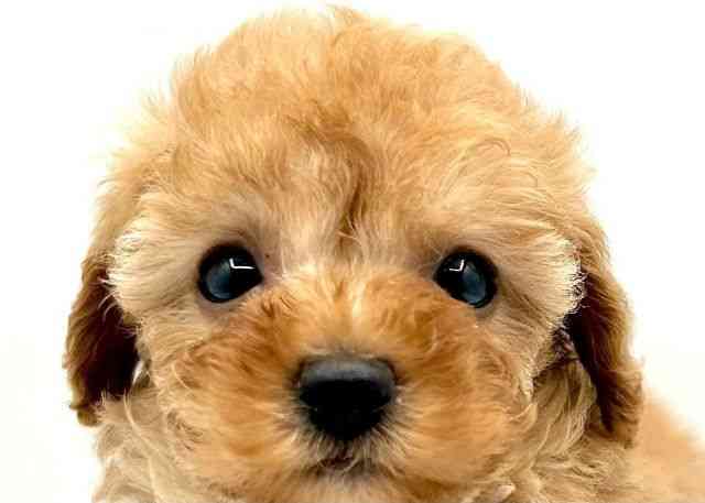 島根県のトイプードル(トイ) (ひごペットフレンドリーイオン松江ショッピングセンター店/2025年12月13日生まれ/女の子/アプリコット)の子犬の1枚目の画像